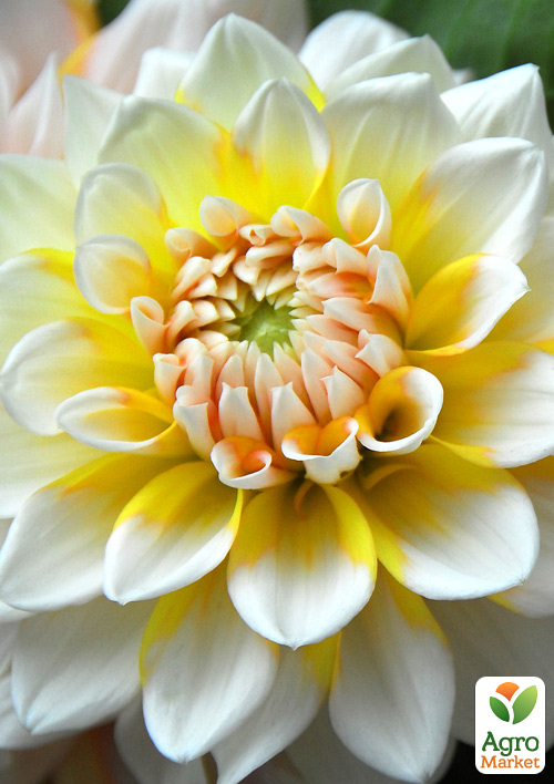 Жоржина "Seattle" - фото 5