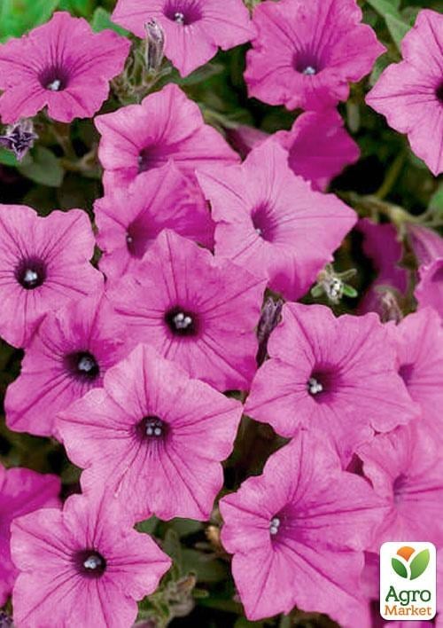 Сурфиния "Neon Rose" (контейнер № 10, высота 10-15 см)