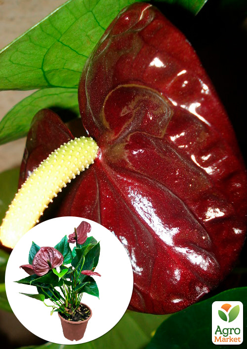 Антуріум (Anthurium) "Sempre" (висота 40-60см)