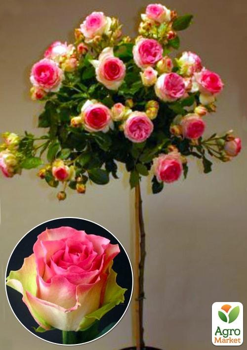 Окулянти Троянди на штамбі «Malibu»