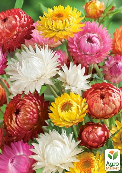 Геліхрізум "Перламутрова феєрія" суміш ТМ "Vesna Exclusive" 0,5г