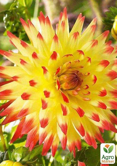 Жоржина "Isadora" - фото 2