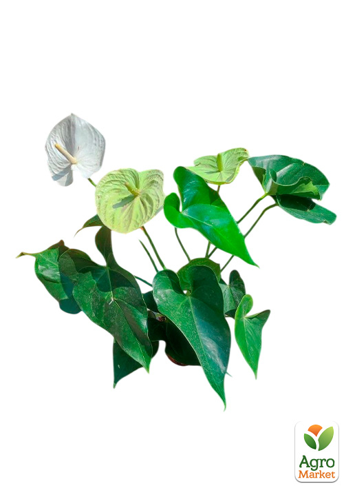 Антуриум (Anthurium) "Bianco" высота 35-45см