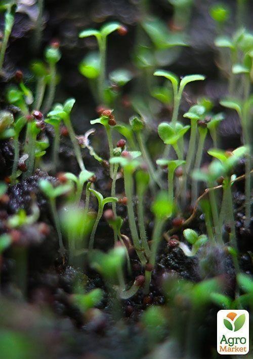 Проращиватель (спраутер) для семян и микрозелени  ТМ "Green Vitamin" - фото 9