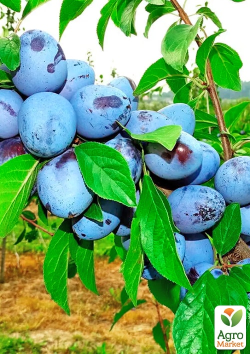 Слива "Ганита" (летний сорт, среднепоздний срок созревания)