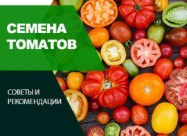 Як зібрати насіння помідор - корисні статті про садівництво від Agro-Market