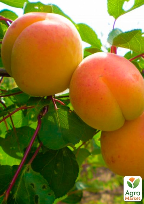 Абрикос "Мелитопольский ранний" (летний сорт, ранний срок созревания) - фото 4