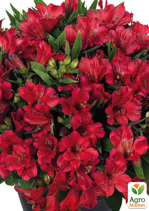 Альстромерія inticancha "Valentino" (вирощено in-vitro) С1,5 - фото 6