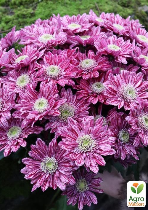 Хризантема кустовая среднецветковая "Hamilton" 
