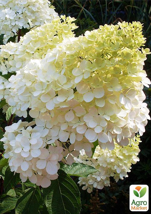 Гортензия метельчатая "Bobo"  - фото 7