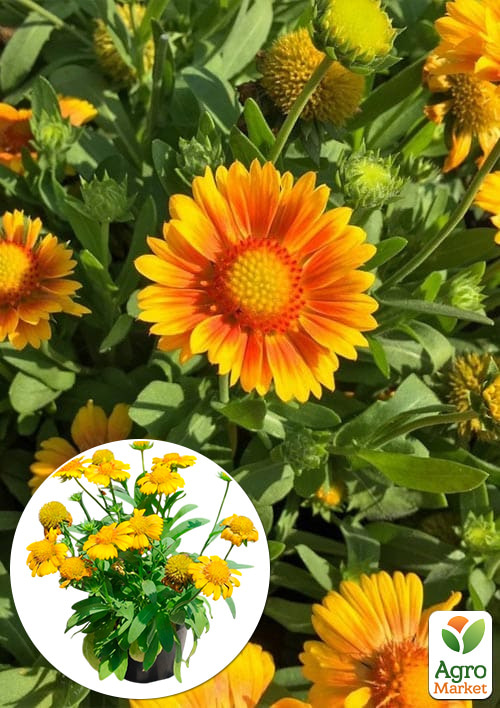 Гайлардія гібридна "Arizona Apricot" вазон С2