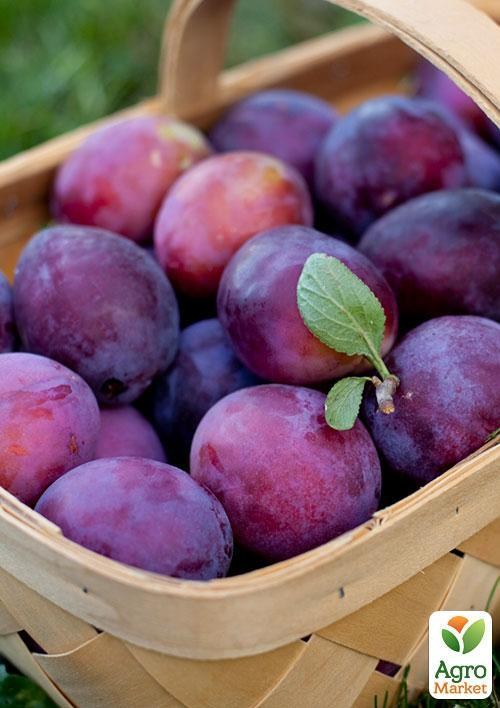 Слива "Велетенська" (осінній сорт, пізній термін дозрівання)