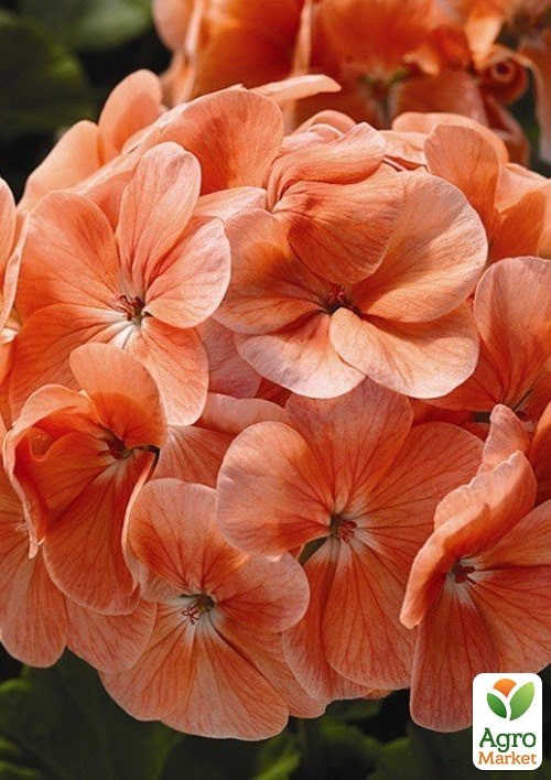 Пеларгонія зональна "Люстра Салмон" ТМ "Vesna Exclusive" 5шт