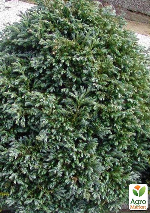 Кипарисовик горохоплідний "Bolevard" (контейнер Р9, висота 10-15см)