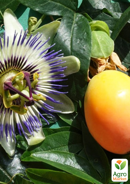 Гранадилла сладкая (Passiflora ligularis) вазон Р9