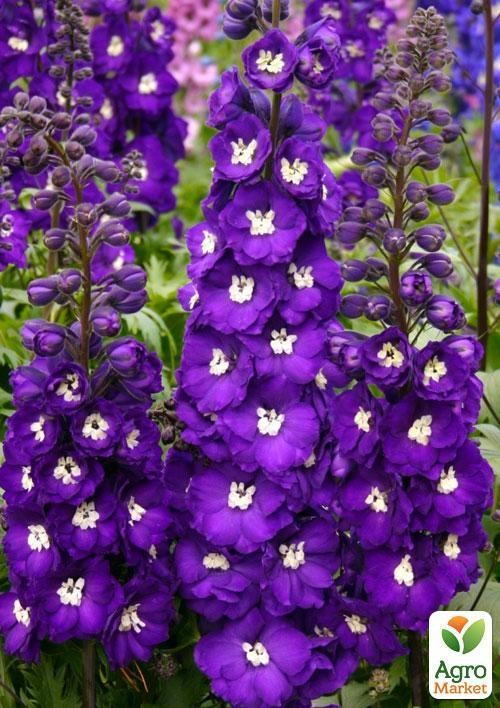 Дельфініум "Синій Король" (Зипер) ТМ "Весна" 1г - фото 4