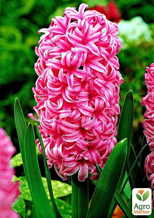 Гиацинт "Pink Pearl" (размер 15/16 , крупный) 2шт в упаковке