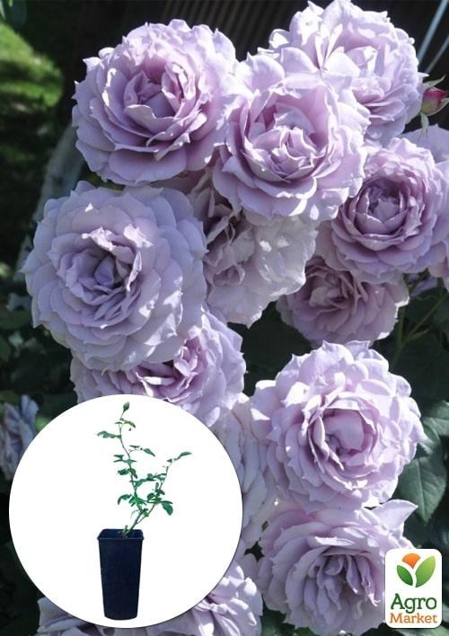 Роза в контейнере флорибунда "Novalis" (саженец класса АА+)