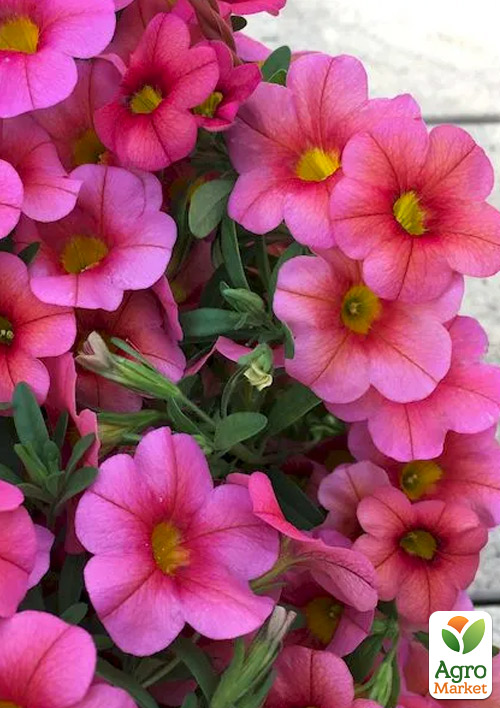 Калибрахоа PortuCal "Patio Pink" 