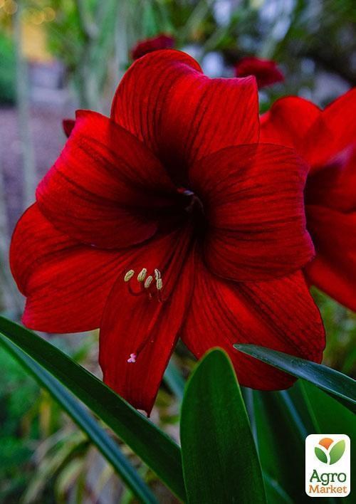 Амариллис "Красный красавец" ТМ"Vesna Exclusive" 10шт - фото 3