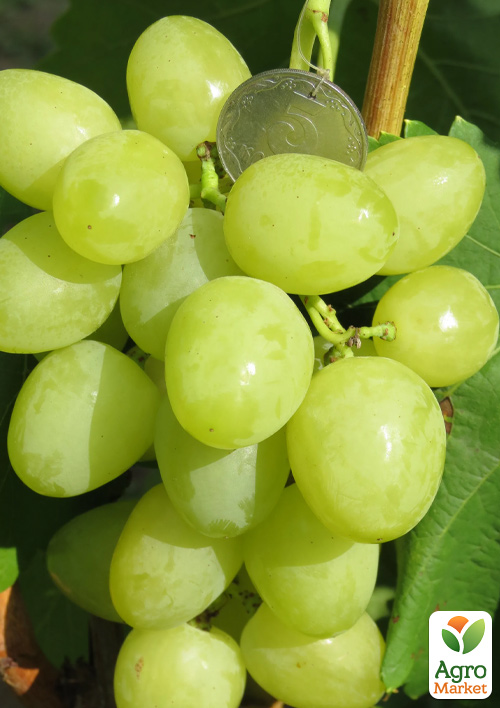 Виноград "Нельсон" (ультраранний сладкий мускат)