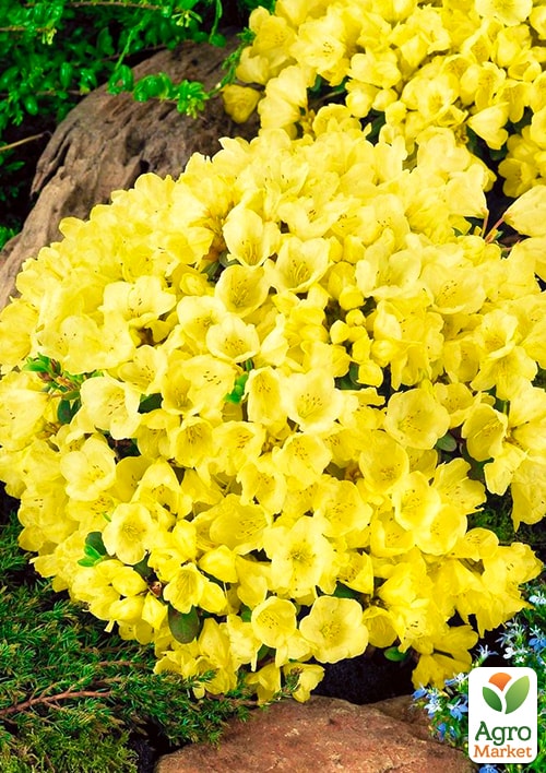 Рододендрон "Принцес Анне" (Princess Anne)