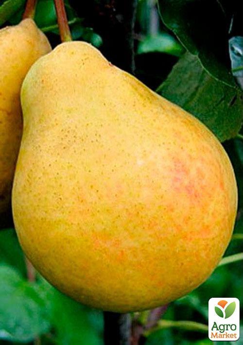 Груша "Дюшес летний" (летний сорт, ранний срок созревания) - фото 5