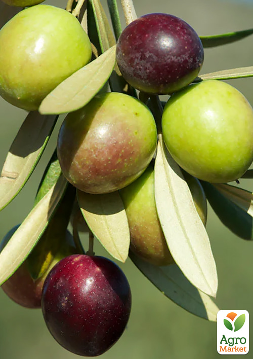 Оливкове дерево "Picual" вазон Р9