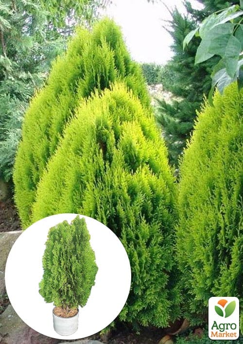 Туя восточная "Aurea Nana" (ком/сетка) высота 60-80 см