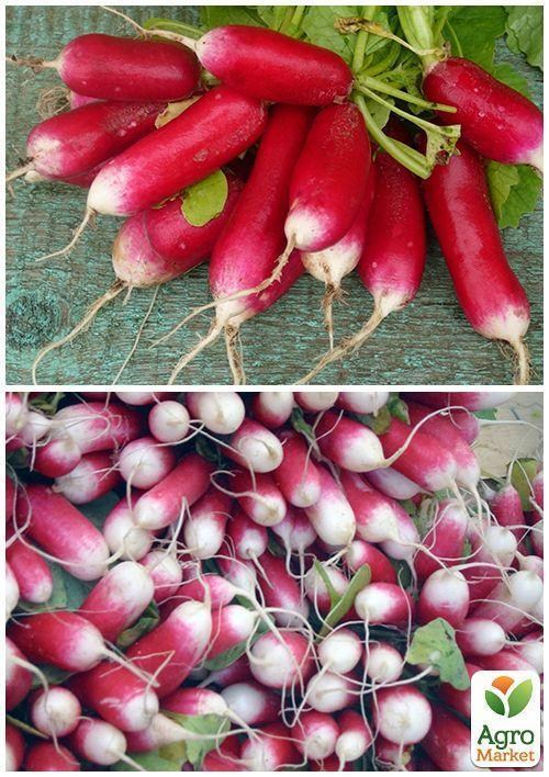 На развес Редис "18 дней" ТМ "Весна" цена  за 10г - фото 5