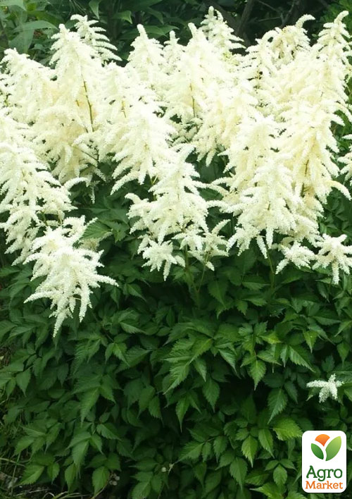 Астильба японская "Deutschland" 