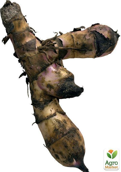 Канна "Красный Супергигант" 1шт в упаковке - фото 3