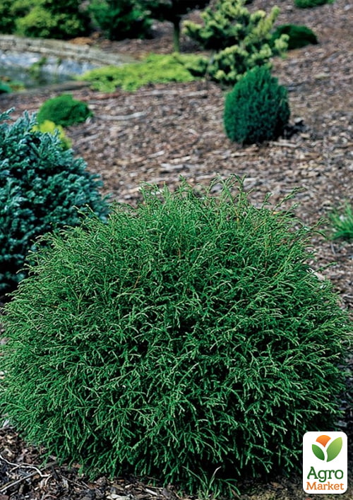 Туя западная "Mr. Bowling Ball" (вазон Р9, высота 10-20см) - фото 2