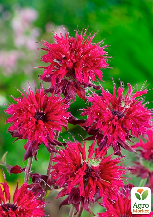 Бергамот (Монарда) "Kardinal"