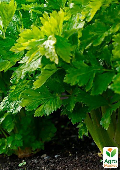 Селера листова (Зипер) ТМ "Весна" 1г - фото 3