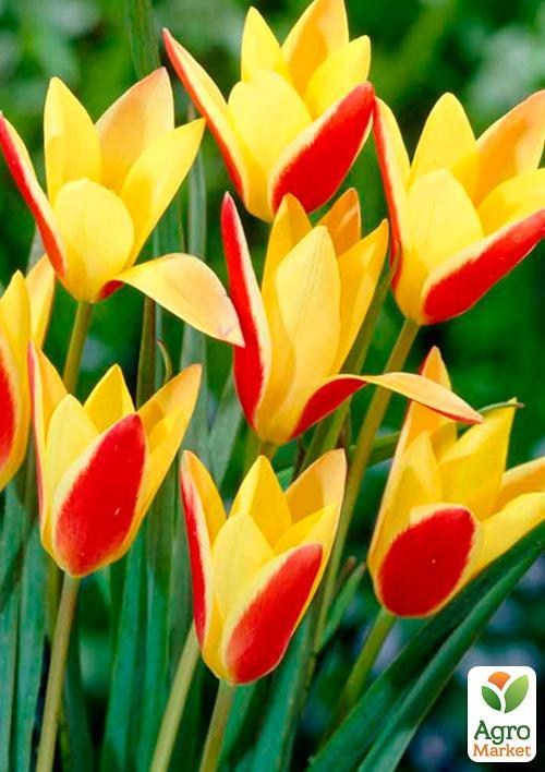 Тюльпан "Clusiana Cynthia" (розмір 6/+) 3шт в упаковці