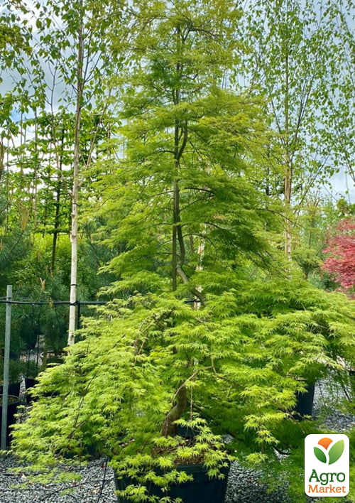 Клен японский плакучий пальмолистный "Emerald Lace"(Acer palmatum Emerald Lace)