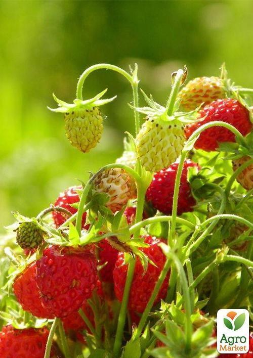 Земклубника "Пенелопа" 5шт (среднеранний срок созревания)