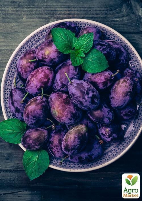 Слива "Стенлі" (осінній сорт, пізній термін дозрівання) - фото 2