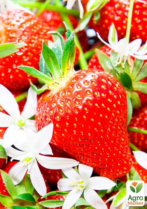 Клубника "Референта" (Referent) (ремонтантный, один из лучших сортов) - фото 6