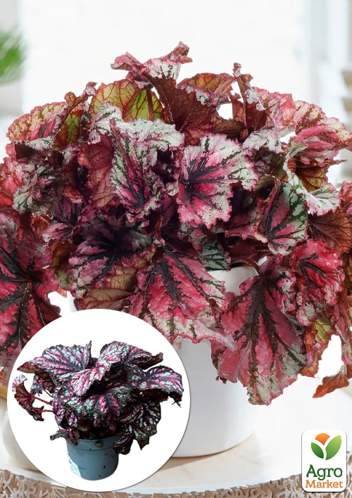 Бегонія королівська REX "Lambada" 20-30см