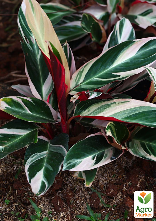 Калатея "Triostar" высота 30-40см - фото 2