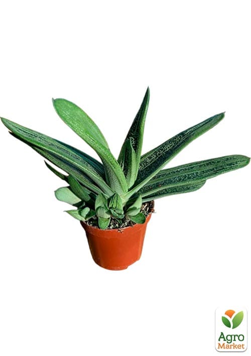 LMTD Гастерия "Little Warty" высота растения 15-25см - фото 5