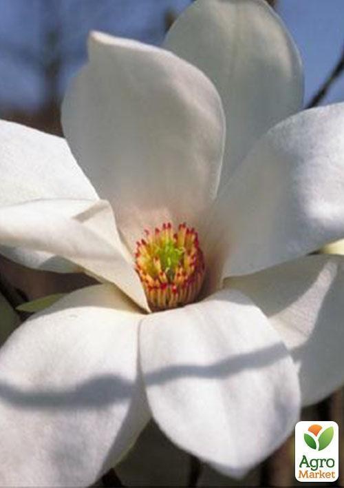 Магнолия кьювенская белая "Вдохновение" (Inspiration)