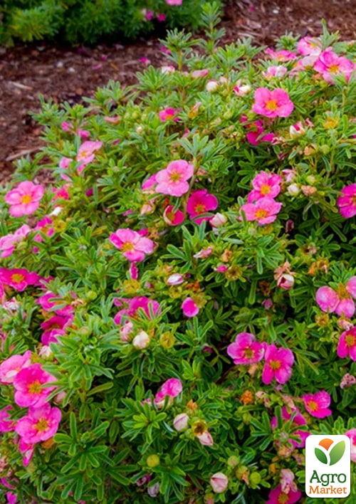 Перстач чагарниковий 2-х літній "Bellissima", С1.5 - фото 2