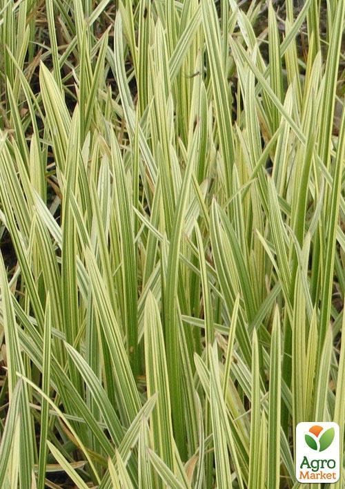 Манник большой Пестролистный 