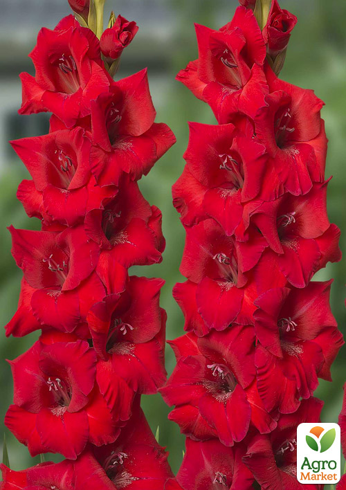 Гладіолус "Roma"