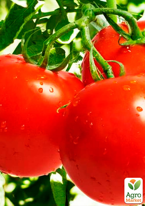 На вагу Томат "Загадка" ТМ "Весна" ціна за 1г - фото 2