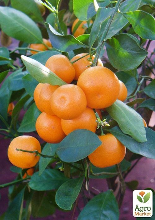 Каламондин (Цитрофортунелла)