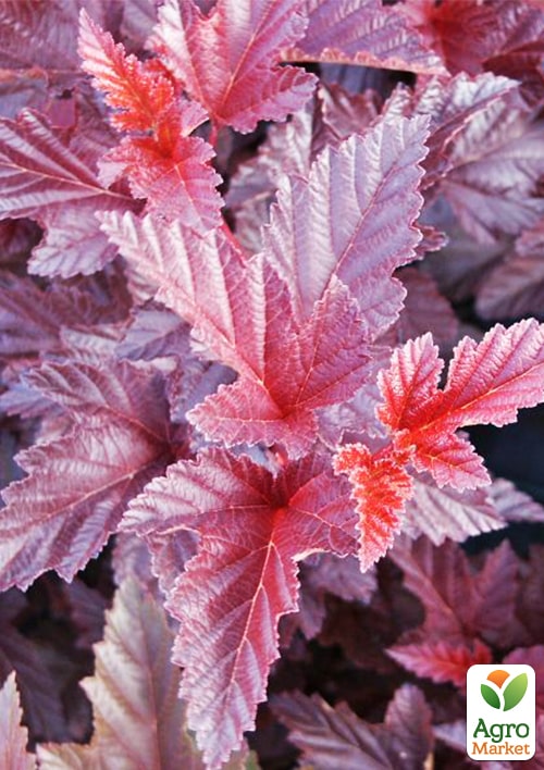 Пузыреплодник калинолистный "Andre" С2, высота 20-40см - фото 5